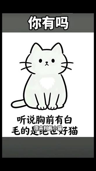 绝世好猫,性格巨好,又不拆家