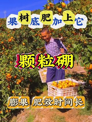 果树底肥加上它#颗粒硼 #颗粒硼肥 #果树管理 #果树种植 #农业种植