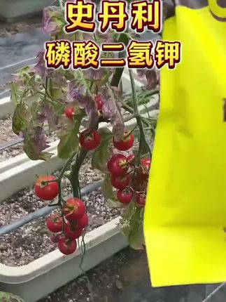 史丹利磷酸二氢钾,不用担心真假问题,史丹利厂家直发质量保证花卉绿植基地都在用~#史丹利 #磷酸二氢钾 #蔬菜花卉水果