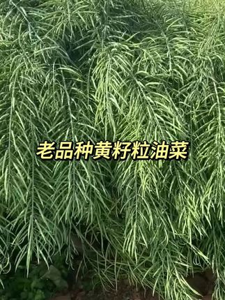 #油菜种植#黄籽粒油菜 #油菜种子
