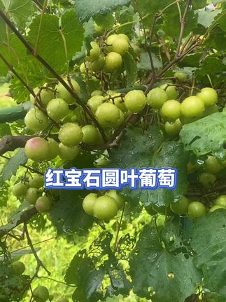 #红宝石圆叶葡萄 #阳台小院均可种植
