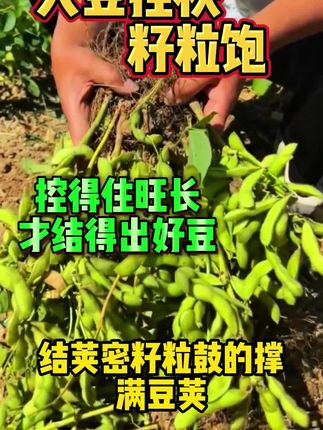 大豆想要长得好,结荚多籽粒饱满,大豆控秧籽粒饱饱一定少不了!#大豆控秧籽粒饱 #农业种植 #大豆种植 #大豆高产 #农业种植技术