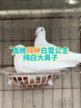 #强烈推荐 #纯白 #赛鸽 #白雪公主 #大鼻子鸽子