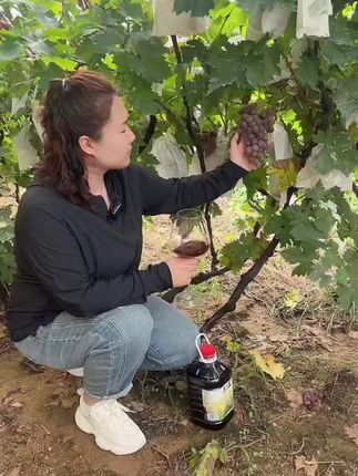 农家自酿葡萄酒,不加一滴酒精色素#葡萄酒 #红酒 #葡萄酒知识 #红酒俏佳人 #好物推荐分享