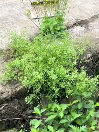 #除草 #三农养殖 #带你看三农