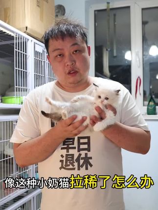 像这种小奶猫拉稀了怎么办.养猫家长快来学吧 #养宠经验分享 #养猫新手 #养猫经验 #养猫经验分享 #养宠经验分享
