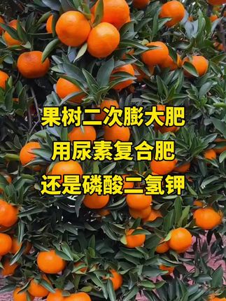 果树二次膨大肥用尿素复合还是磷酸二氢钾#果树种植 #果园管理 #果树种植管理 #果农 #助力果农