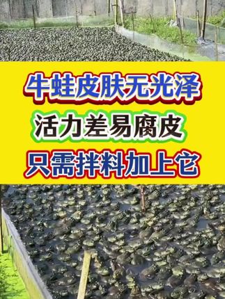 牛蛙青蛙皮肤暗淡无光活力差长的慢,就用它#牛蛙养殖 #青蛙养殖#泰蛙#石蛙 #蟾蜍