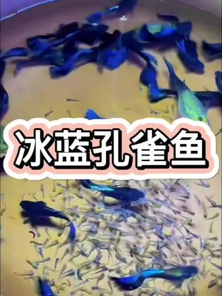 “水光潋滟晴方好,鱼影绰绰惹人怜。”冰蓝孔雀鱼,灵动如诗画。🐟✨ #冰蓝孔雀鱼 #灵动之美