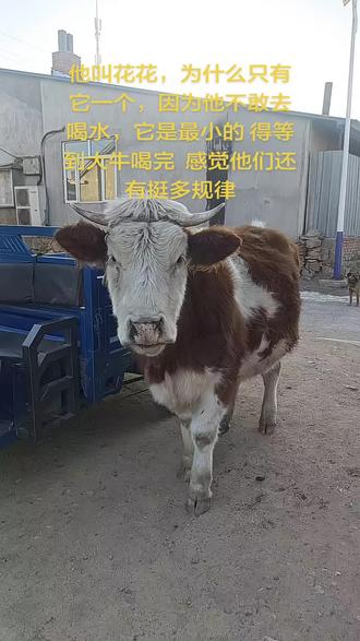 为什么只有花花,因为他不敢去喝水,它是最小的 得等到大牛喝完 感觉他们还有挺多规律,还有一个小的因为有妈妈可以喝水,他只能等着#自家养殖 #农村萌宠 #这是什么动物有人认识吗 #公母都有 #牛