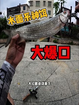 在广东探钓不起眼的小水沟,用这颗红眼翘嘴白条神饵丢下去就是一个大爆口。#路亚#微物路亚 #钓鱼 #路亚野钓 #水面系之字狗
