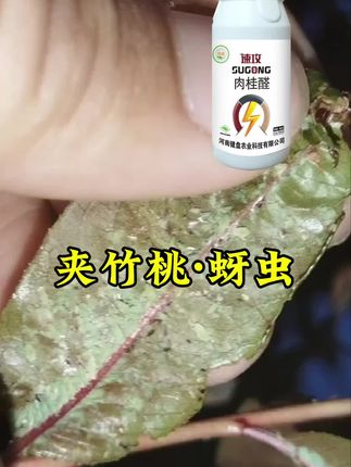抗性蚜虫用“速攻®肉桂醛”#蚜虫防治特效配方 #蚜虫克星 #蚜虫特效 #蚜虫防治 #病虫害防治