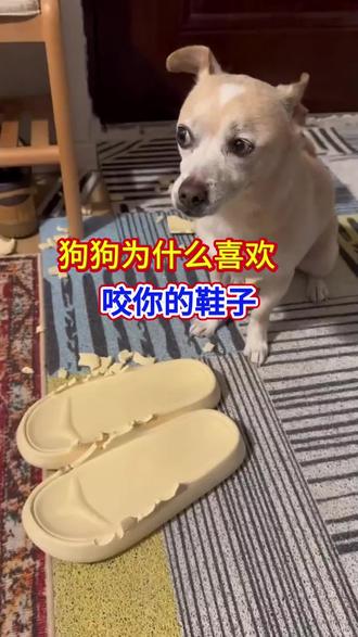 狗狗为什么喜欢咬你的鞋子#养狗人#养狗经验分享#科学养宠攻略#萌宠#