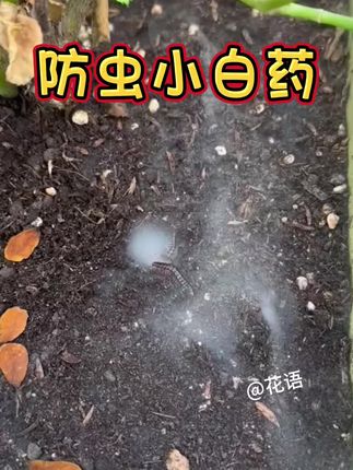 #防虫颗粒#花卉绿植#虫害防治#养护小知识#防虫小白药