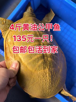 #抖音平台我要上热门 #甲鱼 4斤青黄背黄油公甲鱼135元一只!包邮包活!