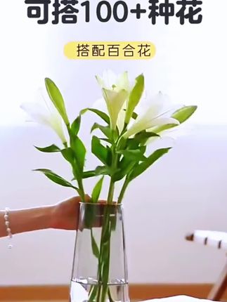 这款透明大号玻璃花瓶,可种水培之类的绿植,很漂亮的,喜欢的朋友门赶紧入手吧!(链接就在下方小黄车哦!)