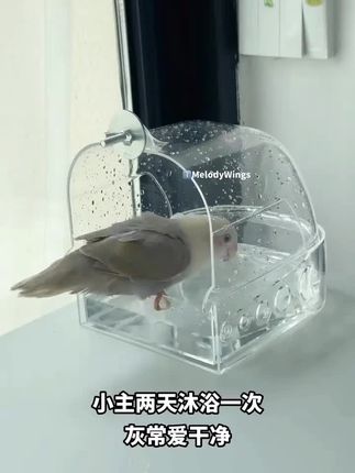 真是一次酣畅淋漓的沐浴#牡丹鹦鹉 #鹦鹉洗澡 【奇妙妙】鹦鹉洗澡盆大号虎皮牡丹专用浴室鸟洗澡鸟笼洗澡盒