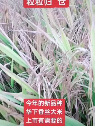 #粒粒皆辛苦 #一分耕耘一分收获 #这就是农村人