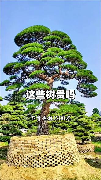 名贵的树#树 #科普#感谢抖音我要上热门 @抖加🔥上热门🔥dou+🔥热点宝