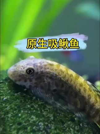 原生吸鳅鱼 #养鱼 #水族爱好者 #养鱼人 #神奇动物在抖音 #原生吸鳅