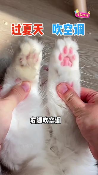 给猫咪狗狗剃脚毛原来有这么多好处,养宠人一定要定期给毛孩子清理脚毛,就这把可水洗的小电推!#萌宠出道计划 #养猫必备 #猫咪脚毛剃毛器 #猫毛解决方案 #如何给猫咪剃脚毛