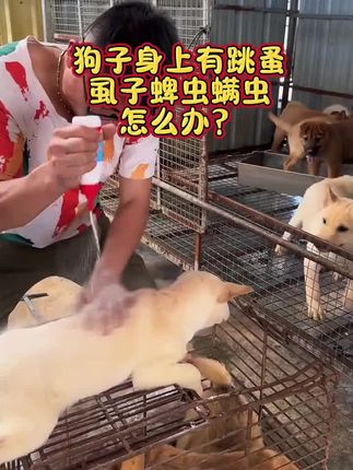 养狗的朋友给狗做体外驱虫其实很简单,这个驱虫粉只需要给狗捏一捏喷一喷就可以#养狗经验分享 #农村土狗 #新手养狗 #狗狗驱虫 #驱虫粉
