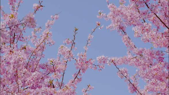 来看嵊州看樱花!樱花🌸#jk与樱花 #樱花氛围打卡