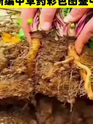 #好物推荐🔥 正版新编中草药彩色图鉴中医入门中草药大全书籍药材植物彩图大全#中草药知识
