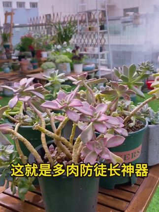 这就是多肉植物防徒长神奇#矮胖素 夏天天气炎热。多肉矮徒长。那就试试这个#多肉植物矮胖素 它不用兑水直接喷一喷。多肉植物胖嘟嘟特别好看#爱生活爱养花 #花卉绿植 #养花小知识