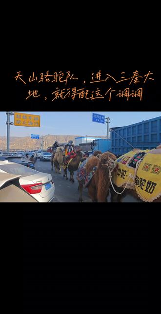 天山骆驼队进入陕西彬县#东天山骆驼队 #重走丝绸之路 #陕西dou知道