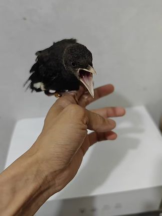 喂鸡料长成这么丑赶紧给他补回来