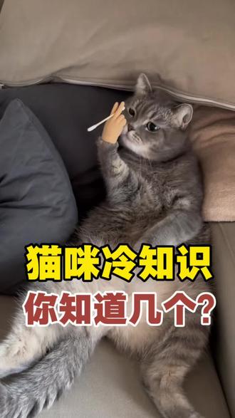 猫咪冷知识#养猫新手 #萌宠 #萌宠出道计划