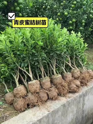 #青皮蜜桔树苗 #青皮蜜桔 #果树苗 #果树种植