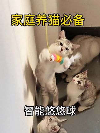 【智能悠悠球】我家猫咪太喜欢玩这款悠悠球了,它能自动伸缩,能给它们快乐的陪伴!#萌宠好物 #猫玩具 #猫咪 #智能玩具 #悠悠球