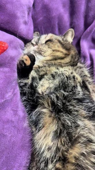 草莓草莓告诉我谁是世界上最美丽的人#小猫#创作者扶持计划 #流量小助手 #我家宠物才艺