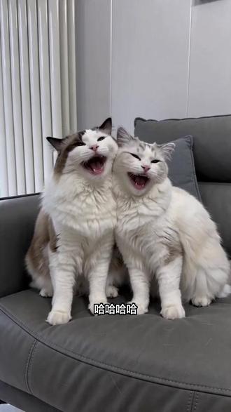 #AI沙发上的猫咪对话 #随变ai随便玩 #随变app #猫咪的迷惑行为 #猫咪蛐蛐