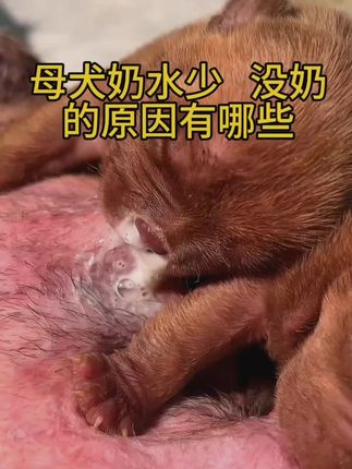 #母狗 #母狗生产 #奶霸 #狗狗 #三农 @抖音创作小助手 @抖音小助手