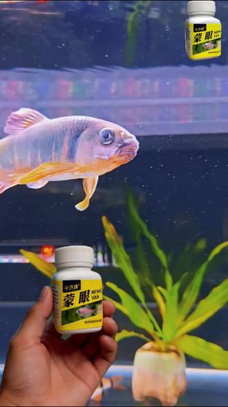 养鱼人最怕遇到鱼儿眼睛肿胀、蒙眼、凸出,今天教你一招,轻松解决。#养鱼日记#观赏鱼#鱼蒙眼#水产养殖 #养鱼经验分享
