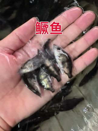 #每日分享 #鳜鱼 #三农流量扶持计划 #抖音美食推荐官