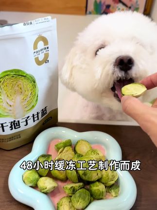 孢子甘蓝是小狗的长寿蔬菜,每一颗富含20多种维生素,赶快吃起来!#宠物零食 #狗狗长寿蔬菜 #科学养宠攻略 #养狗经验分享