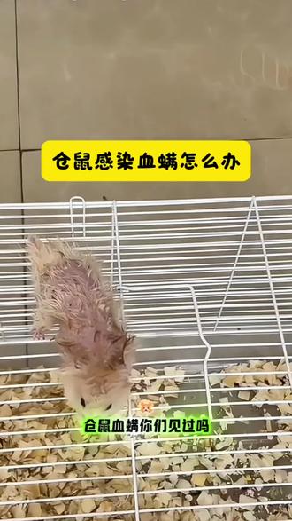 仓鼠感染血螨怎么办?#金丝熊 #仓鼠 #萌宠出道计划 #仓鼠驱虫 #仓鼠用品