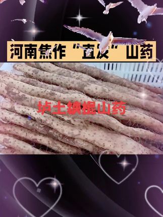 垆土铁棍山药河南焦作特产直发怀山药面糯香甜丰收季顺丰包邮 朋友们,这个就是咱们河南焦作的垆土铁棍怀山药,它长得虽然不是很帅,但是吃起来却特别好吃,如果你喜欢吃这种面、糯香甜的怀山药,那么一定不要错过。现在正是吃怀山药的好季节,我们都是现挖现发的,喜欢吃的赶紧下单尝一尝吧!点击下方链接就能购买了!#如果丰收农作物会说话 #抖音助农 #三农 #强烈推荐 #农村
