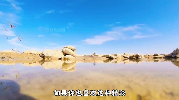 沙鸡爸爸的硬核取水术,宁愿被捕也不放弃一滴水,这就是父爱 #沙鸡 #动物科普 #抖音硬核版 #纪录片 #抖音精选