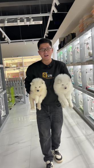 你们家萨摩长啥样?评论区看看