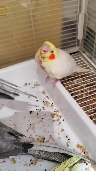 本来以为是场恶战,结果怂得比谁都快!这只“小糯米”同志,昨天哭着喊着要喝奶,经我“暴力”压制后,瞬间开启干饭模式!看来在绝对的实力(粮食)面前,还是得乖乖低头!🍚
#宠物成精了 #搞笑宠物 #我家鹦鹉最可爱 #铲屎官的生活 #因为一个片段看了整部