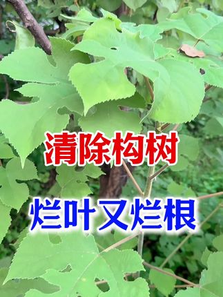 清除构树灌木烂叶又烂根#除构树 #除灌木#除杂树#除草剂 #除杂草