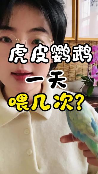 虎皮鹦鹉到底一天喂几次?#手养鹦鹉 #虎皮鹦鹉 #鹦鹉小白