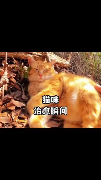 #萌宠出道计划 #宠物 #欢洗马上来还得用立白 #动物趣事搞笑 #动物成精 有那么一点点好看,有趣的动物触动心弦,记录你家宠物有趣的瞬间吧