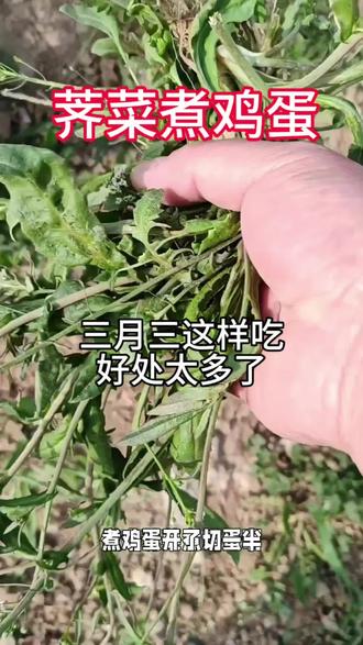 三分认识七分吃,荠菜煮鸡蛋,这样简单一做,健康又养生,持续分享田间养生吃法,关注我不迷路。#三分认识七分吃 #植物 #野菜 #健康养生 #人生感悟