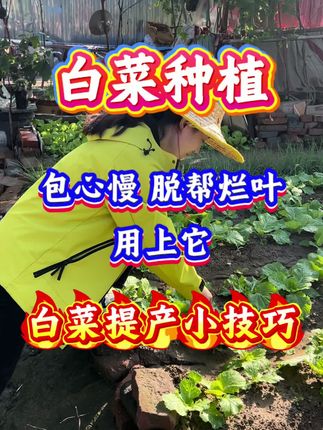 白菜包心慢脱帮烂叶,该怎么办#白菜#白菜管理#白菜种植#三农